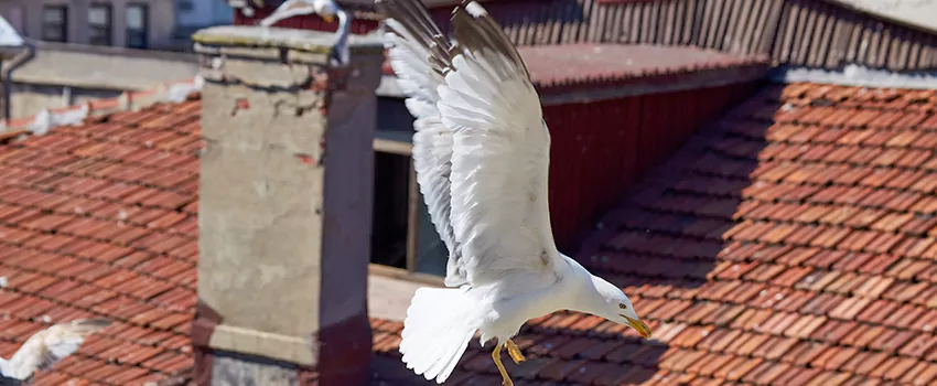 Residential Chimney Animal Removal Solution in Rancho Palos Verdes, CA